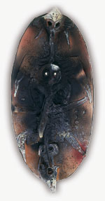 Br&ucirc;lures de l&rsquo;eau, 1975